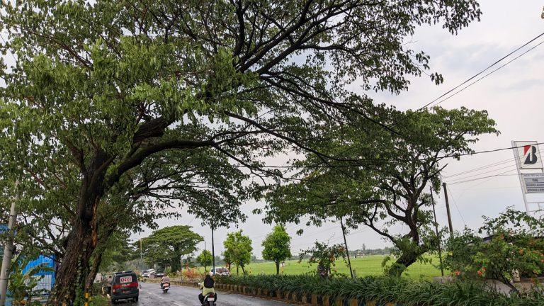 Kerja Bakti Bersama Pihak Kepolisian, Kelurahan Sogaten Sigap Tangani Dampak Hujan Angin